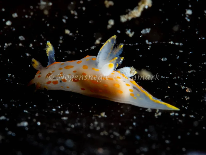 Polycera quadrilineata - Trykkerdammen - Foto: Ole Dreyer