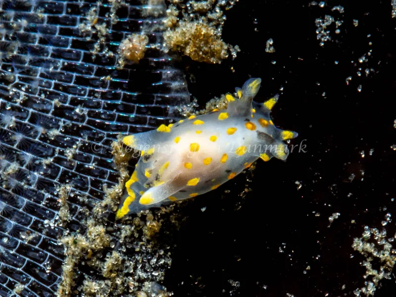 Polycera quadrilineata - Trykkerdammen - Foto: Ole Dreyer