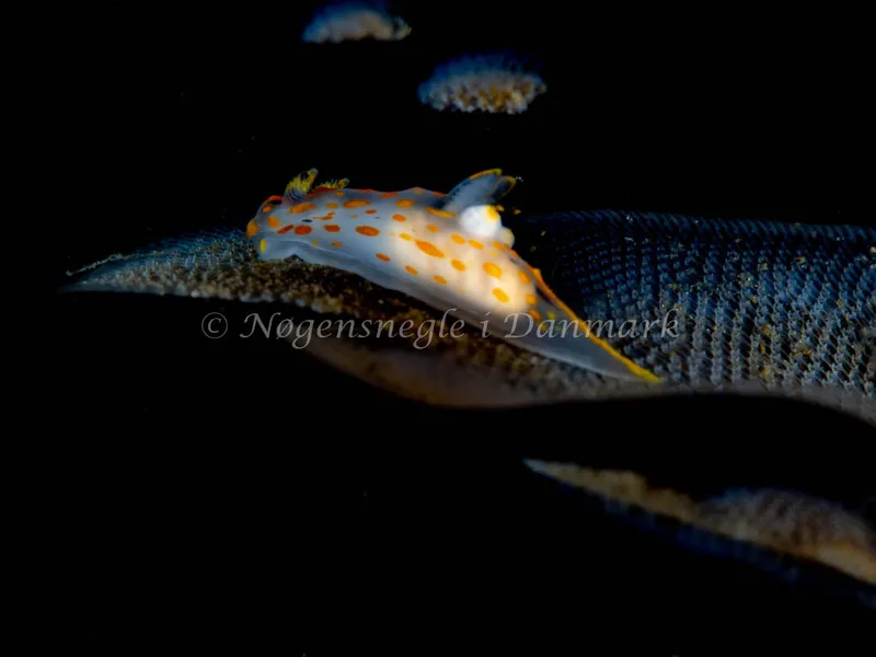Polycera quadrilineata - Trykkerdammen - Foto: Ole Dreyer