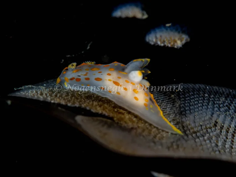 Polycera quadrilineata - Trykkerdammen - Foto: Ole Dreyer
