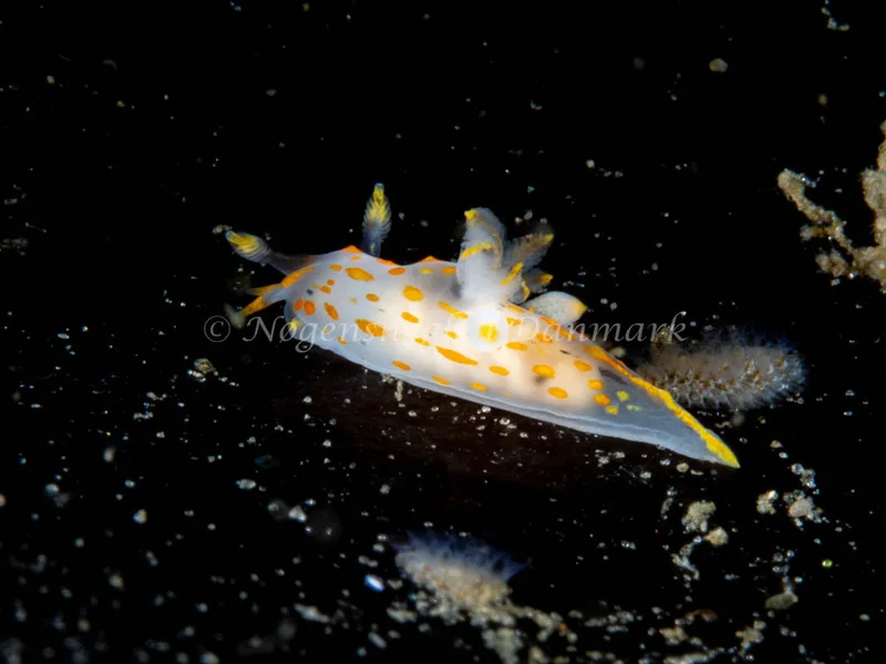 Polycera quadrilineata - Trykkerdammen - Foto: Ole Dreyer