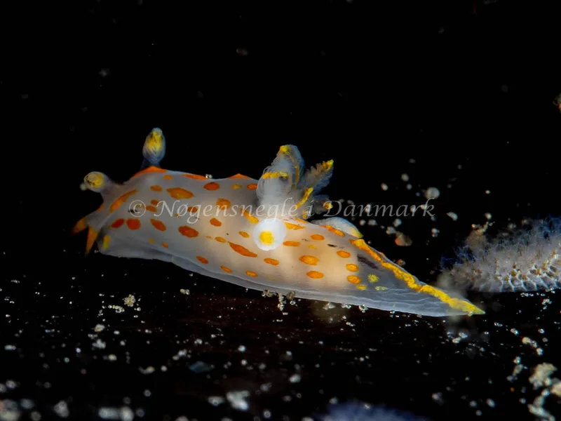 Polycera quadrilineata - Trykkerdammen - Foto: Ole Dreyer