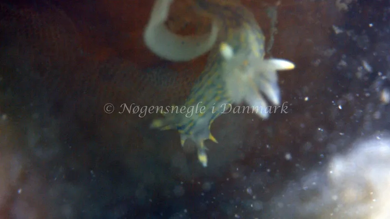 Polycera quadrilineata - Trykkerdammen - Foto: Thomas Blume