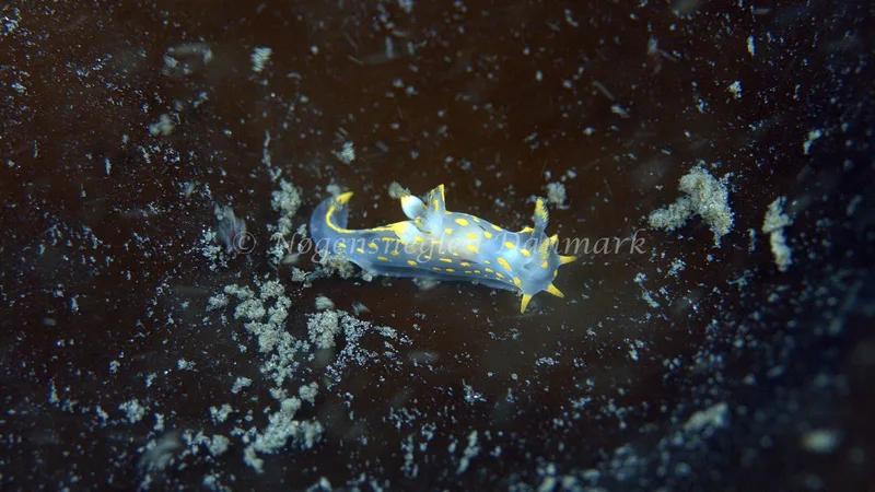 Polycera quadrilineata - Trykkerdammen - Foto: Thomas Blume