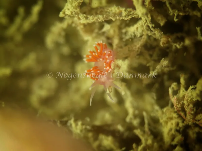Microchlamylla gracilis - Skagerak (Vrag) - Foto: Ib Sørensen