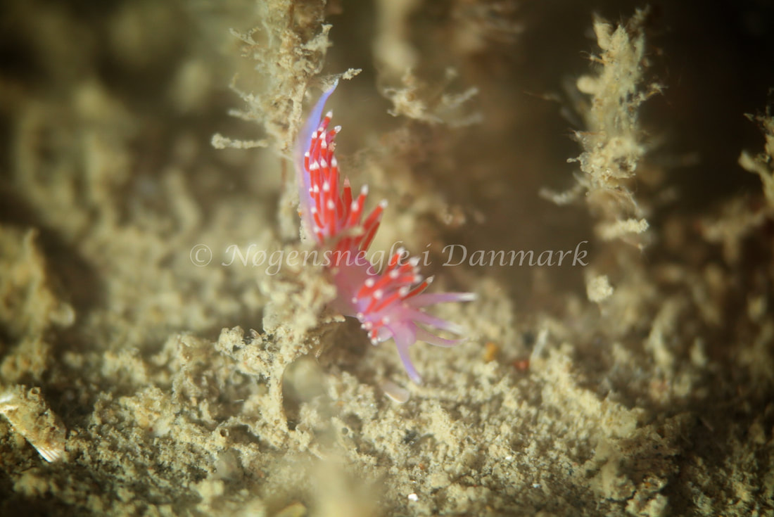 Edmundsella pedata - Vrag i Skagerrak - Foto: Ib Sørensen