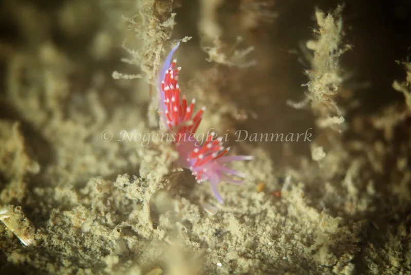 Edmundsella pedata - Vrag i Skagerrak - Foto: Ib Sørensen