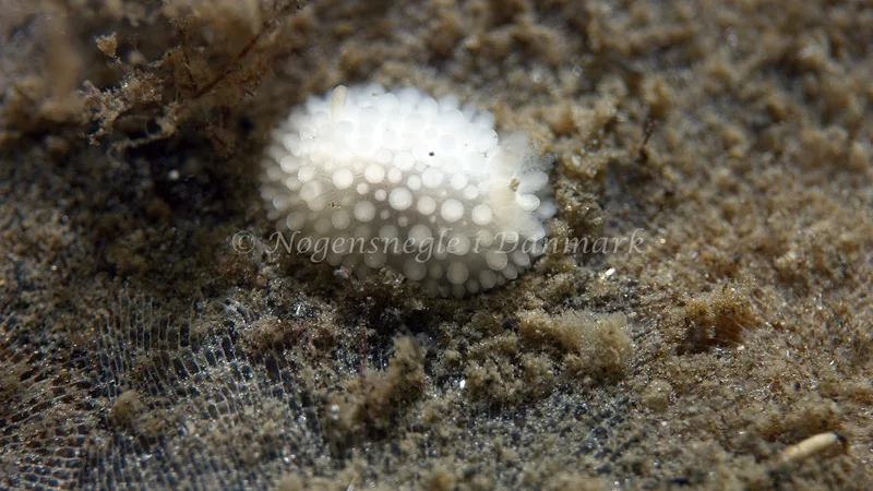 Onchidoris muricata - Trykkerdammen - Foto: Thomas Blume