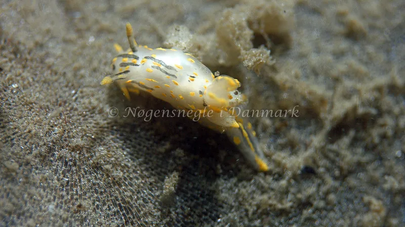 Polycera quadrilineata - Trykkerdammen - Foto: Thomas Blume