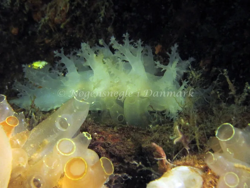 Dendronotus lacteus - Prammen (Vrag) - Foto: Kim Nygaard