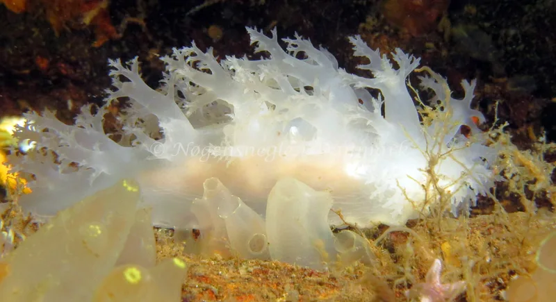 Dendronotus lacteus - Prammen (Vrag) - Foto: Kim Nygaard