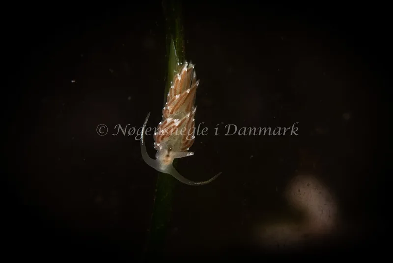 Facelina cf bostoniensis - Kollund Lillestrand - Foto: Tina Hindal