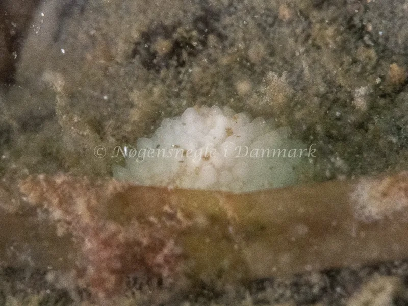 Onchidoris muricata - Trykkerdammen - Foto: Ole Dreyer