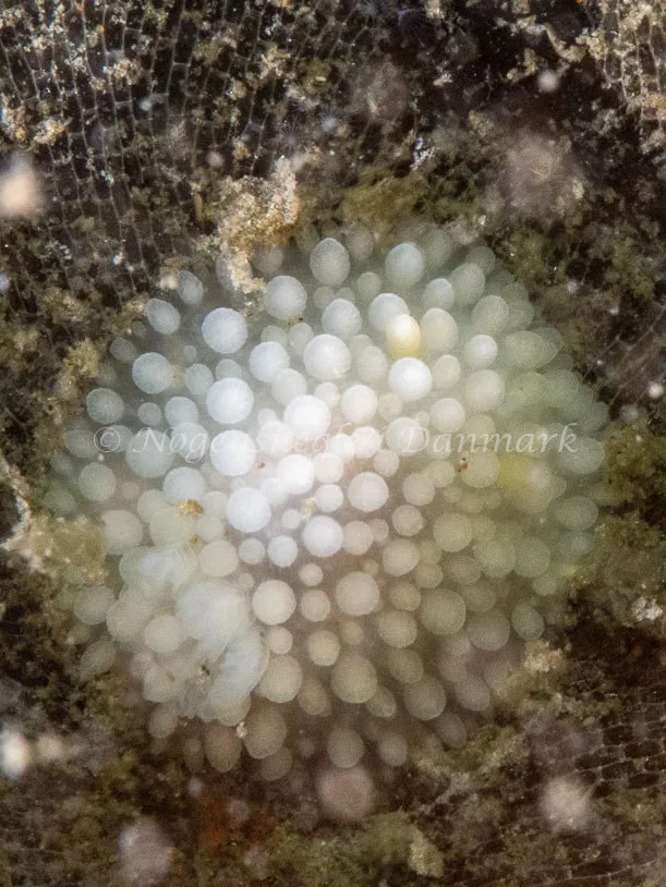 Onchidoris muricata - Trykkerdammen - Foto: Ole Dreyer