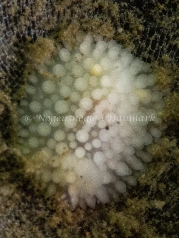 Onchidoris muricata - Trykkerdammen - Foto: Ole Dreyer