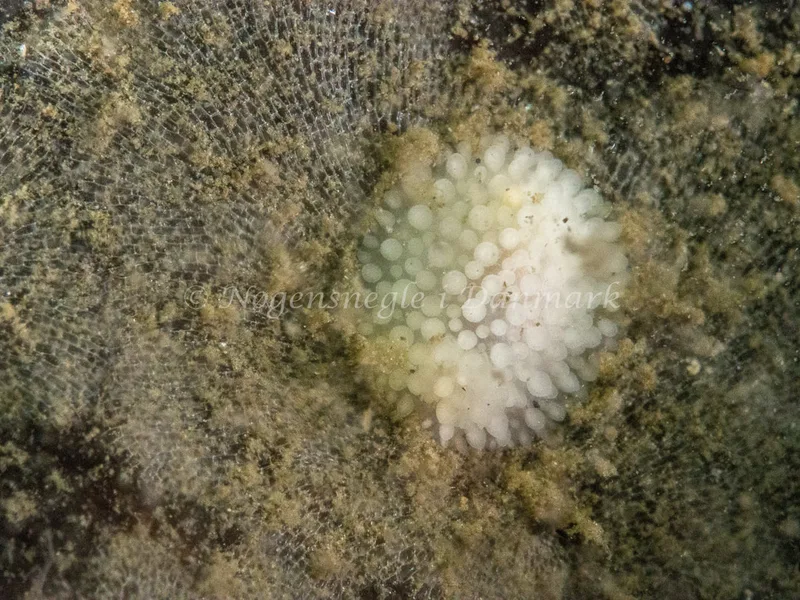 Onchidoris muricata - Trykkerdammen - Foto: Ole Dreyer