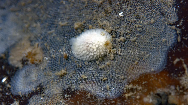 Onchidoris muricata - Trykkerdammen - Foto: Thomas Blume