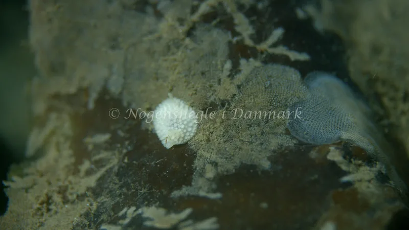 Onchidoris muricata - Trykkerdammen - Foto: Thomas Blume