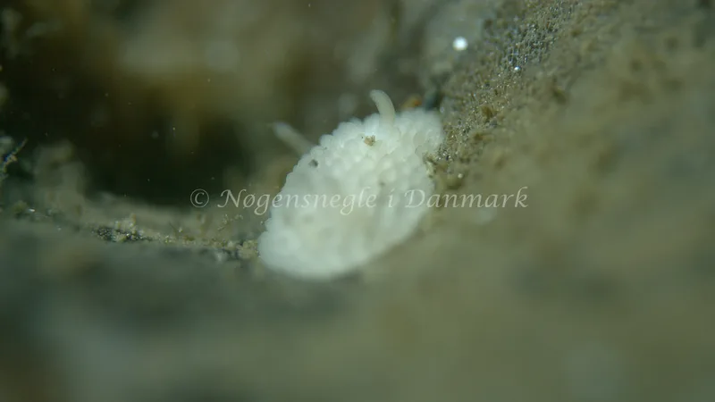 Onchidoris muricata - Trykkerdammen - Foto: Thomas Blume