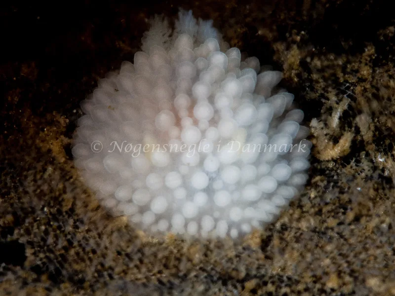 Onchidoris muricata - Trykkerdammen - Foto: Ole Dreyer