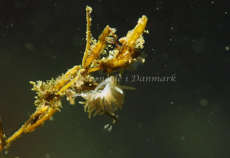 Facelina cf bostoniensis - Ammoniakhavnen - Foto: Jens Egon Jørgensen