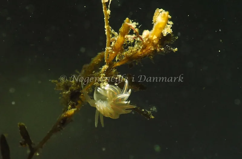 Facelina cf bostoniensis - Ammoniakhavnen - Foto: Jens Egon Jørgensen