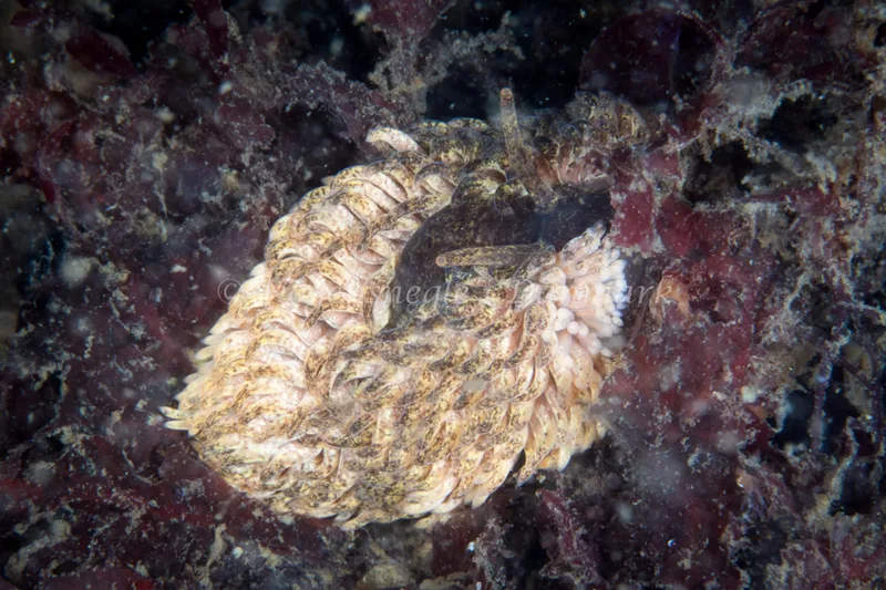 Aeolidia papillosa - Strib Havn - Foto: Poul Erik Rasmussen