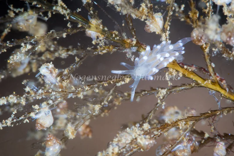 Cuthonella concinna - Strib Havn - Foto: Poul Erik Rasmussen