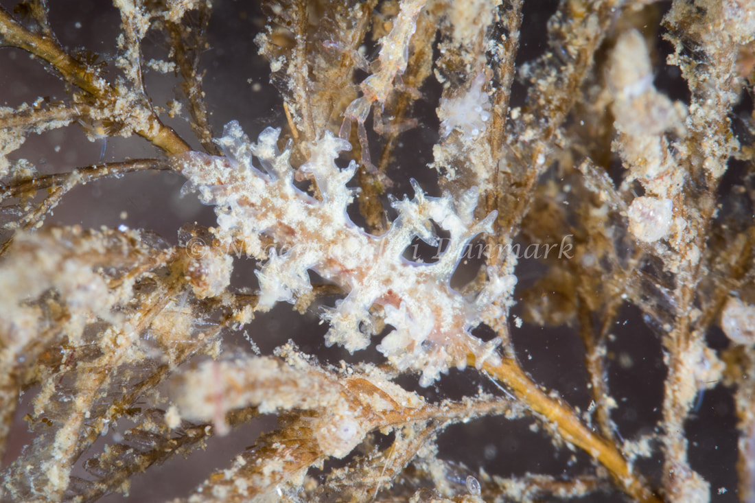 Dendronotus frondosus - Strib Havn - Foto: Poul Erik Rasmussen