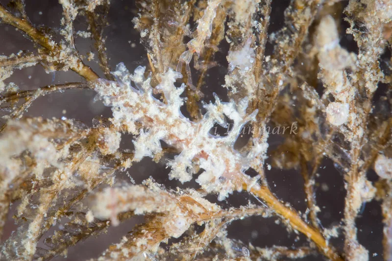 Dendronotus frondosus - Strib Havn - Foto: Poul Erik Rasmussen