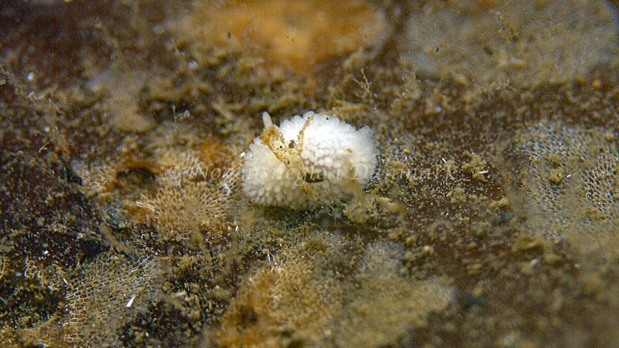 Onchidoris muricata - Trykkerdammen - Foto: Thomas Blume