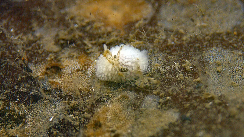 Onchidoris muricata - Trykkerdammen - Foto: Thomas Blume