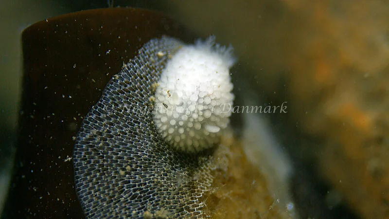 Onchidoris muricata - Trykkerdammen - Foto: Thomas Blume