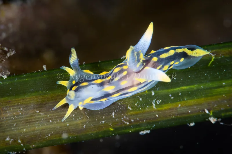 Polycera quadrilineata - Strib Havn - Foto: Poul Erik Rasmussen