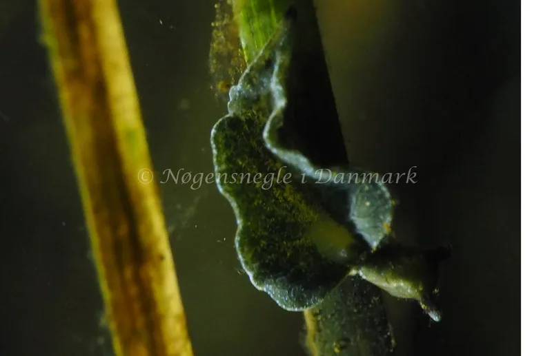 Elysia viridis - Kollund Lillestrand - Foto: Jens Egon Jørgensen