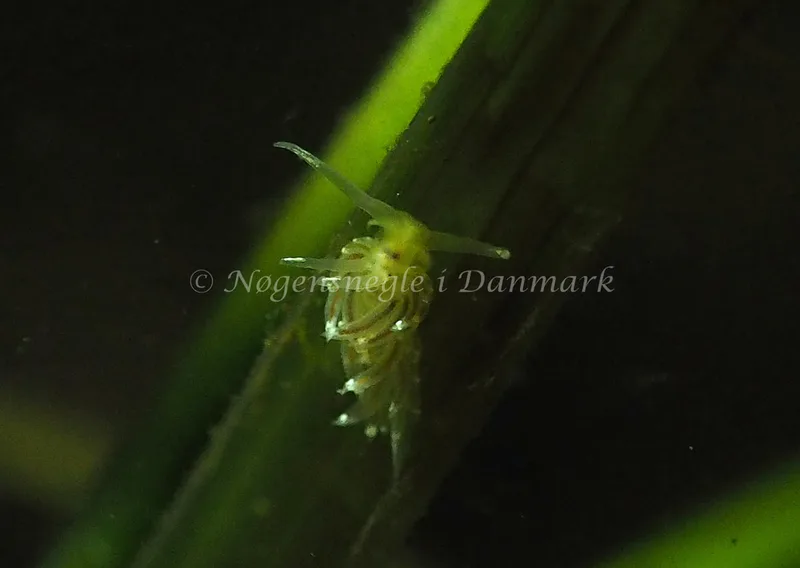 Facelina cf bostoniensis - Kollund Lillestrand - Foto: Jens Egon Jørgensen