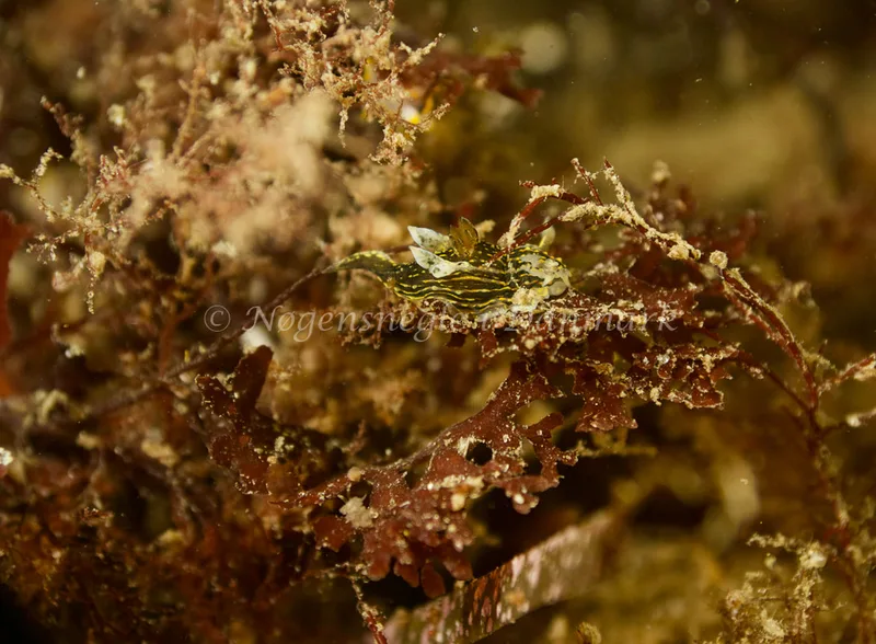 Polycera quadrilineata - Ammoniakhavnen - Foto: Søren Skov Nielsen