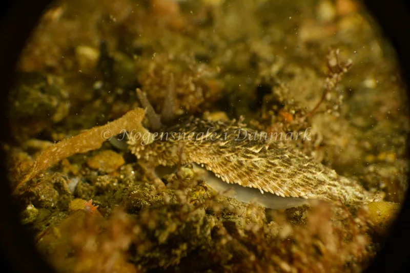 Aeolidia papillosa - Ammoniakhavnen - Foto: Søren Skov Nielsen