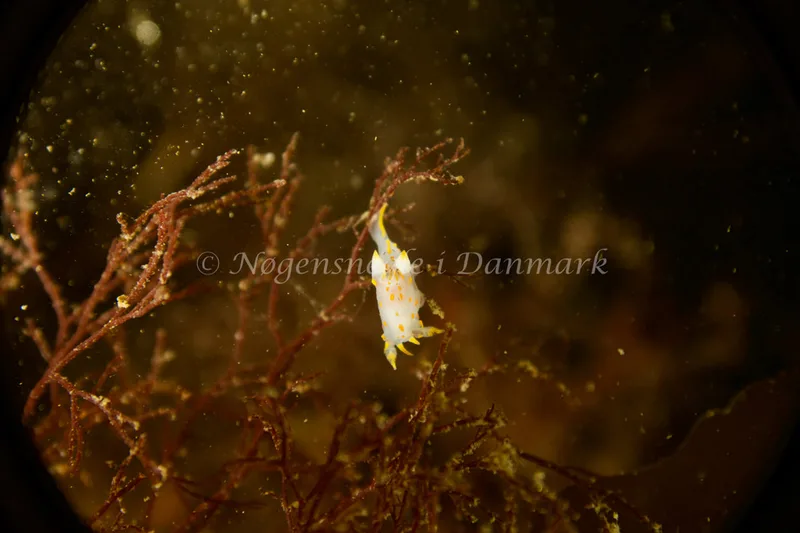 Polycera quadrilineata - Ammoniakhavnen - Foto: Søren Skov Nielsen