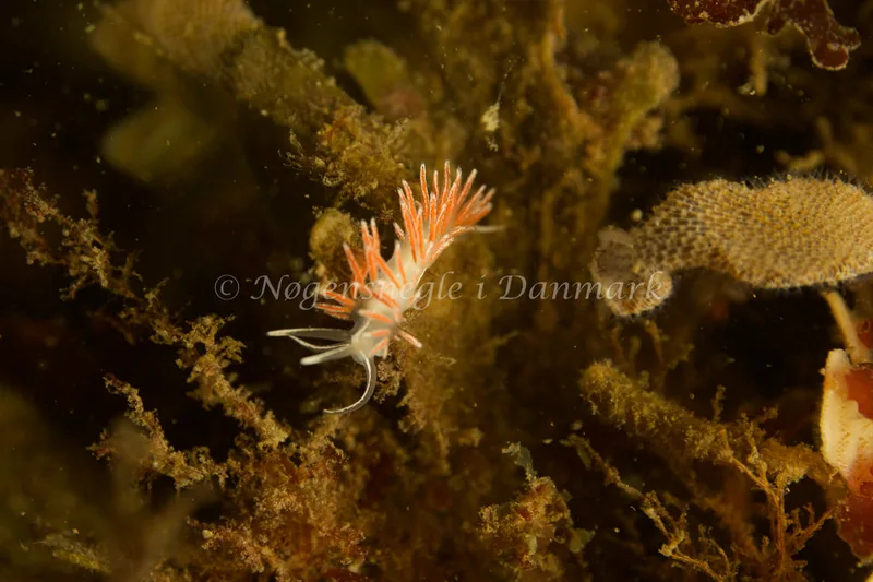Gulenia monicae - Ammoniakhavnen - Foto: Søren Skov Nielsen