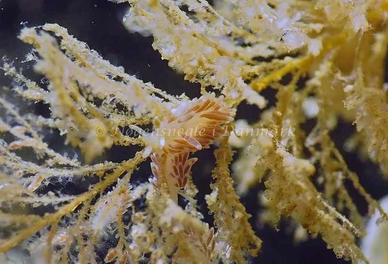 Cuthonella concinna - Ammoniakhavnen - Foto: Jens Egon Jørgensen