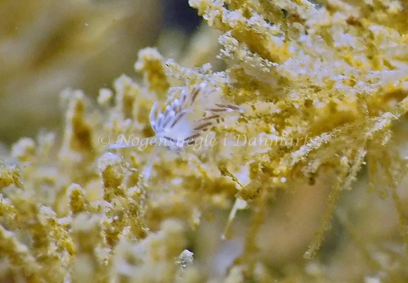 Cuthonella concinna - Ammoniakhavnen - Foto: Jens Egon Jørgensen
