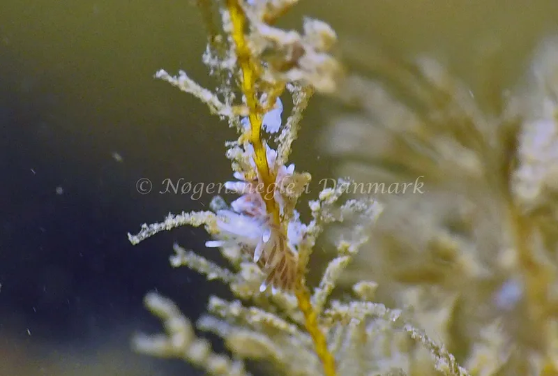 Cuthonella concinna - Ammoniakhavnen - Foto: Jens Egon Jørgensen
