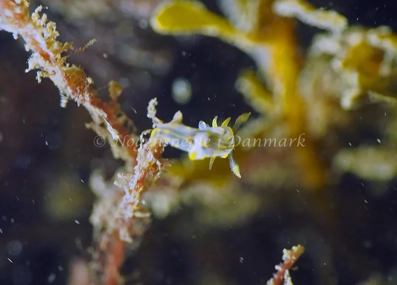 Polycera quadrilineata - Ammoniakhavnen - Foto: Jens Egon Jørgensen
