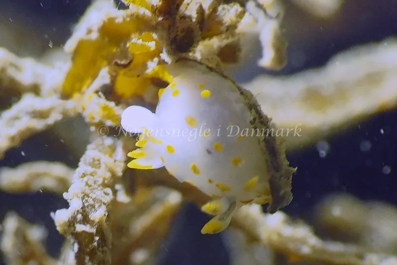 Polycera quadrilineata - Ammoniakhavnen - Foto: Jens Egon Jørgensen