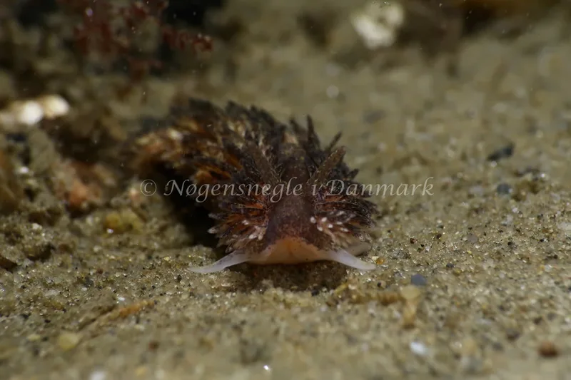Aeolidia papillosa - Ammoniakhavnen - Foto: Søren Skov Nielsen