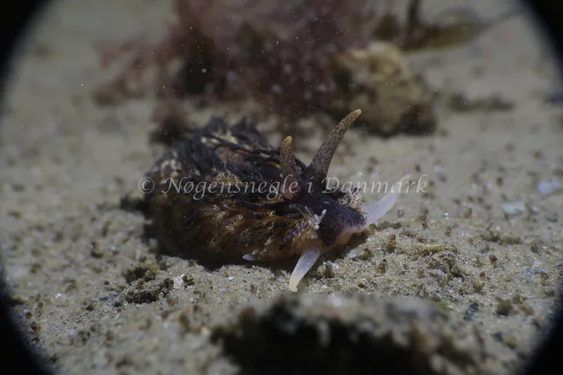 Aeolidia papillosa - Ammoniakhavnen - Foto: Søren Skov Nielsen