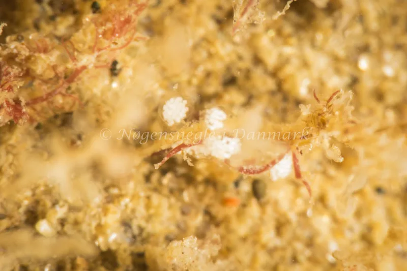 Eubranchus exiguus - Søbadet - Foto: Poul Erik Rasmussen