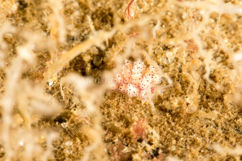Eubranchus exiguus - Søbadet - Foto: Poul Erik Rasmussen