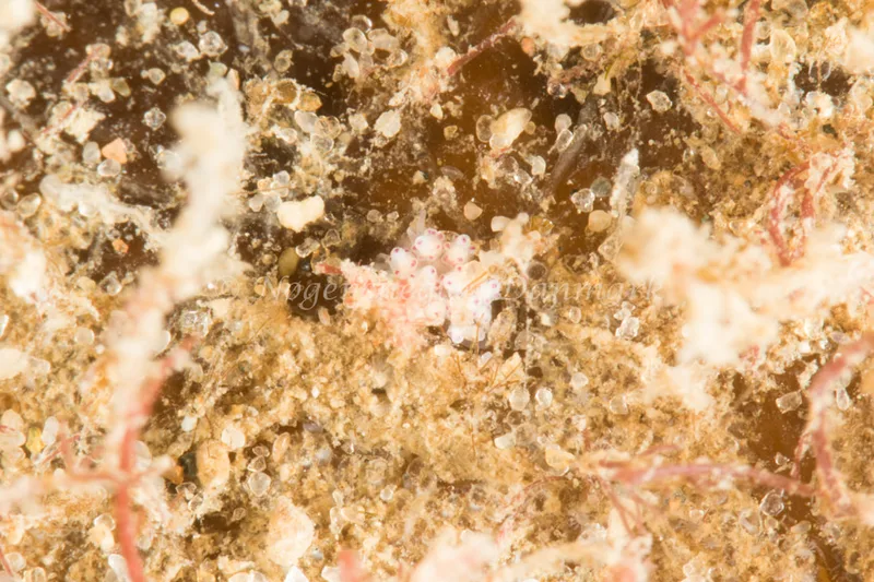Eubranchus exiguus - Søbadet - Foto: Poul Erik Rasmussen
